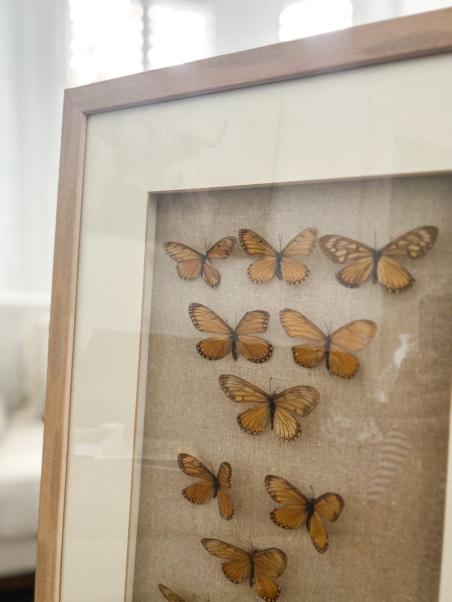 framed butterflies