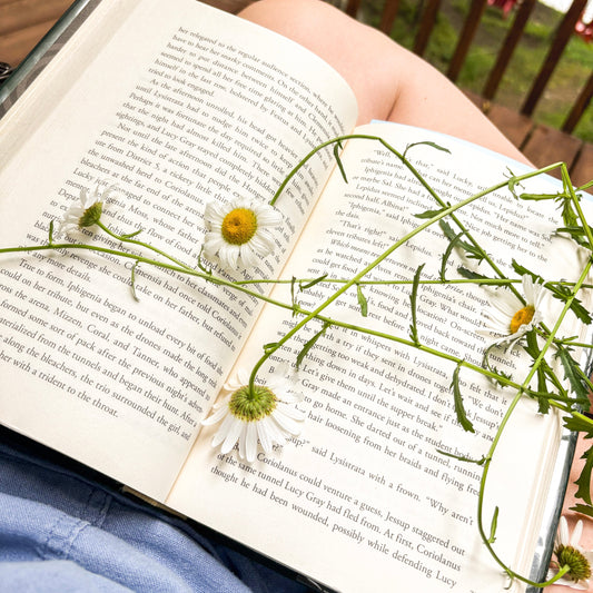reflections on a sweet season: finding inspiration in the pause