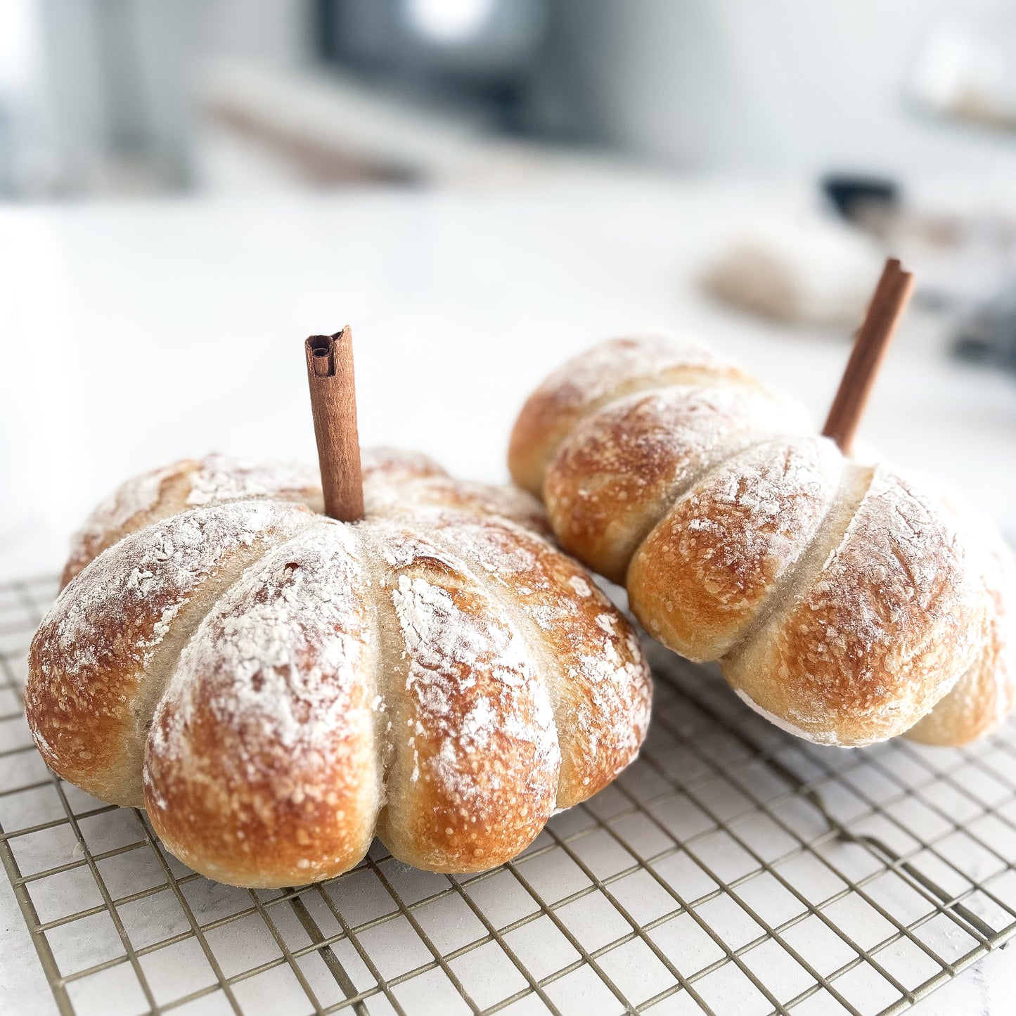 sourdough pumpkin preorder - friday, october 11